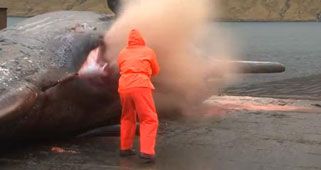 Ballena explota junto a un pescador (No apto para sensibles)