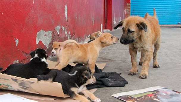 Gobierno crea “Misión Nevado” para proteger animales callejeros