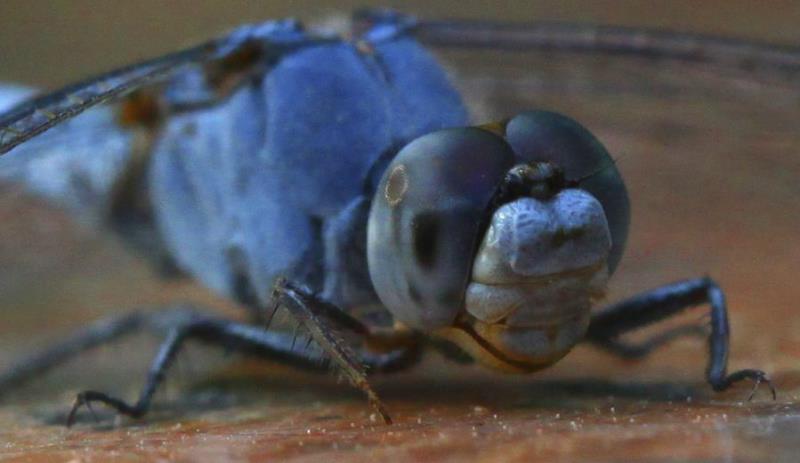 Las moscas criadas en el espacio tienen menos defensas de inmunidad