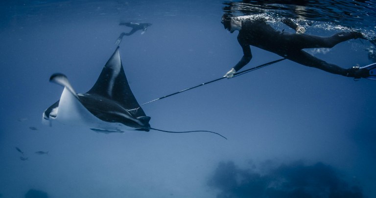 Indonesia aprueba santuario de mantarrayas (Fotos y Video)