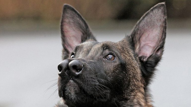 “Snuffles”, el perro con dos hocicos que nadie quiere (Fotos)