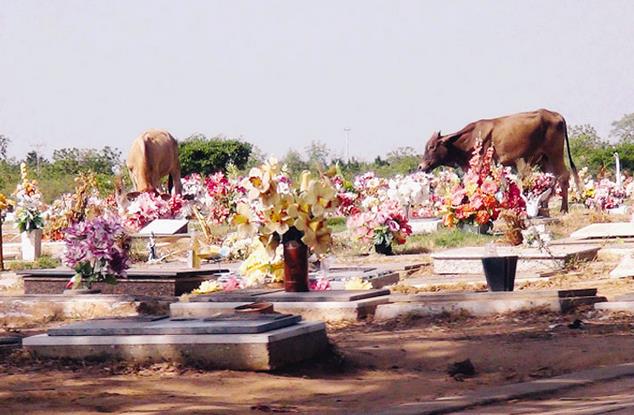 Así está el cementerio La Chinita (Fotos)