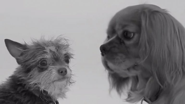 ¿Te gustó el video de “First Kiss”? Ahora salió la versión canina