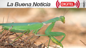 Descubren diecinueve especies de mantodeas en Centro y Suramérica