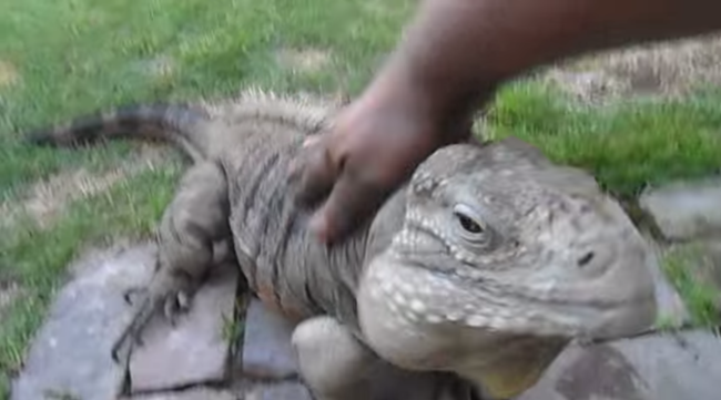 Este lagarto hace más caso que tu perro  (Video)