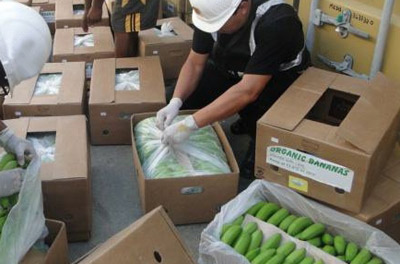 Un frutero encuentra 40 Kg de cocaína entre bananas