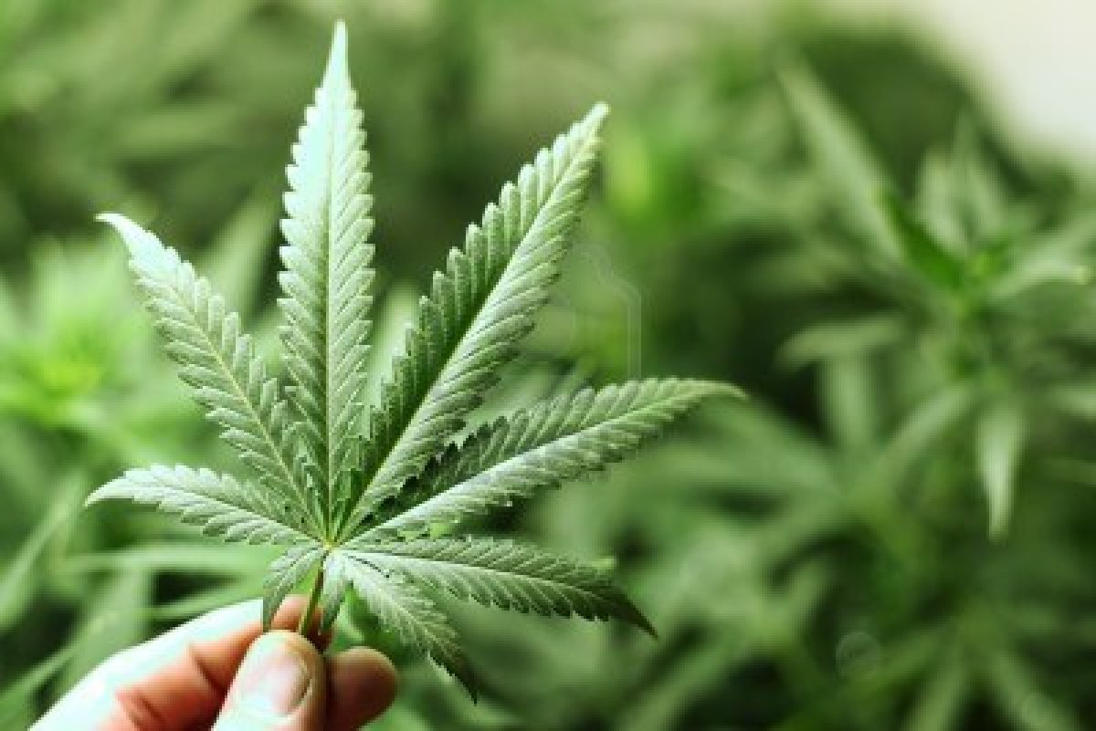 EEUU aprueba primer medicamento derivado de la marihuana