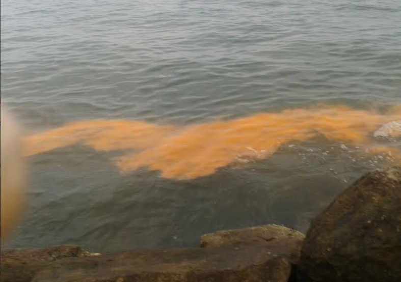 Playas de Lechería con marea roja (Fotos)