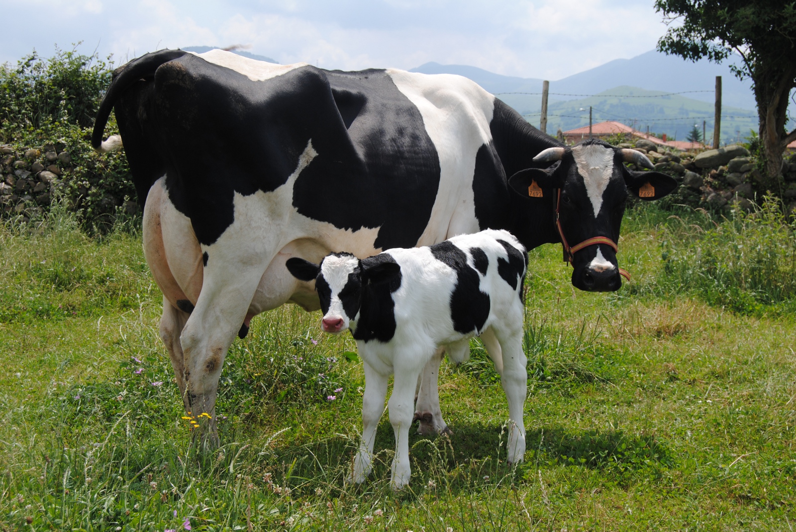 Linchan a un musulmán por presuntamente traficar con vacas en la India