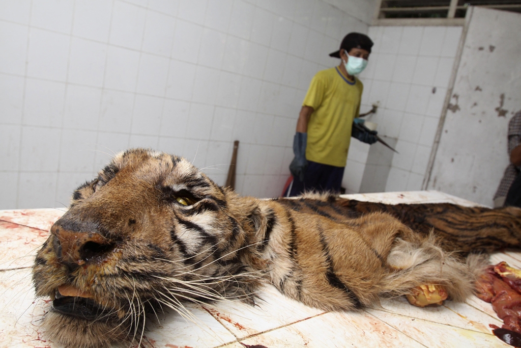 Este zoológico es conocido como el zoológico de la muerte (Fotos indignantes)