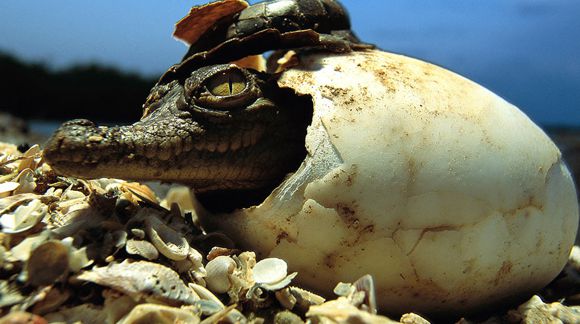 Cocodrilo, es el principal ingrediente de estos ricos y aterrorizantes helados