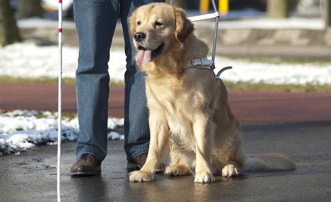 Perro con dolor de estómago obliga a aterrizar de emergencia un avión