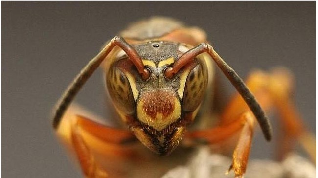 Veneno de avispa podría curar el cáncer de mama