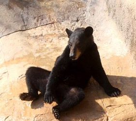 Un oso se escapa de su guarida para nadar