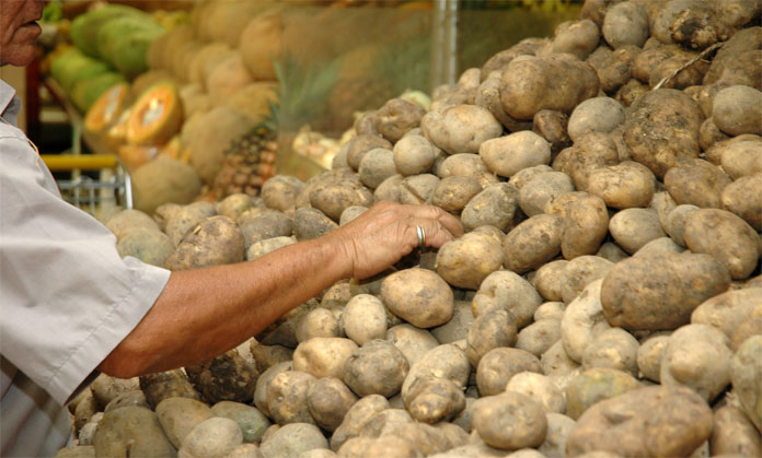 Productores de papa aseguran que existe un déficit para septiembre y octubre