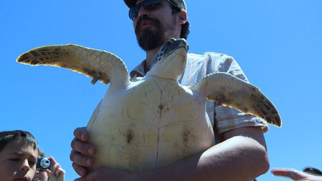 Liberación de tortugas en Montevideo (Video)