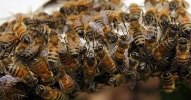 ¿Abejas en un ascensor?… Ellos morirán de terror, tú de risa (Video)