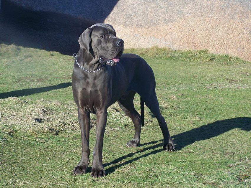 Perra gran danés tiene 19 cachorros