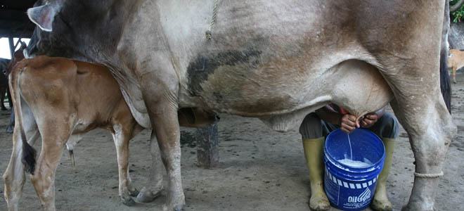 Producción nacional alcanza solo 49 litros de leche per cápita