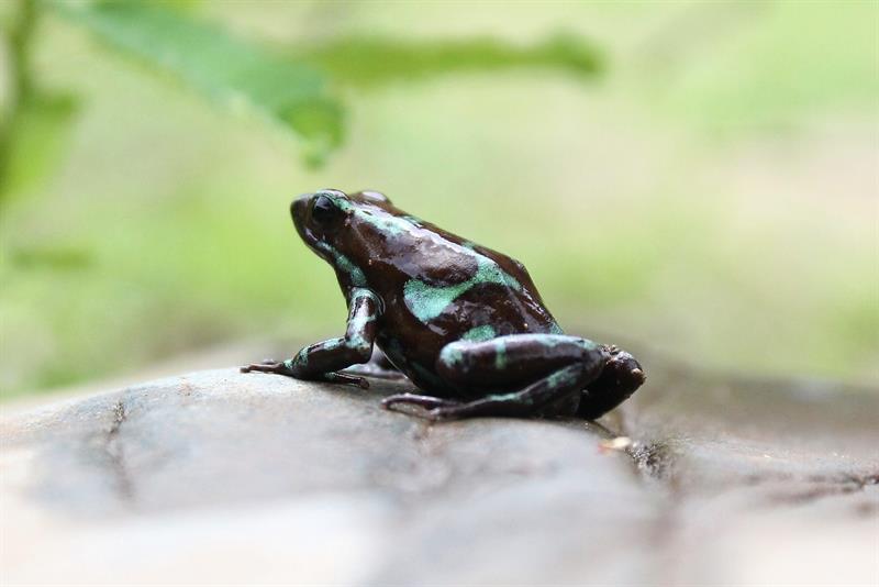 Exóticas ranas venenosas se instalan en un hotel