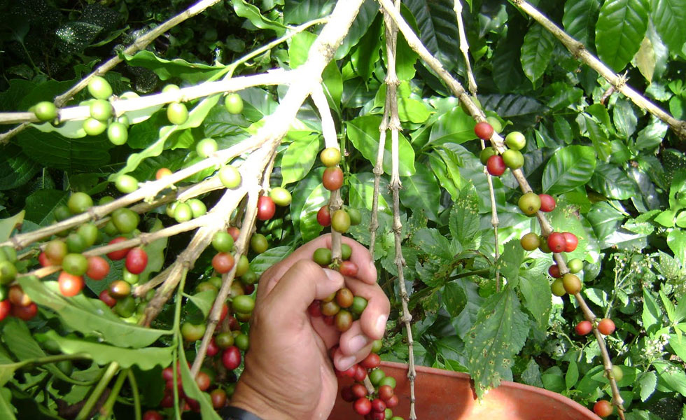 La producción de café cayó 75% este año