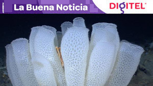 Descubren una nueva especie de esponja de cristal