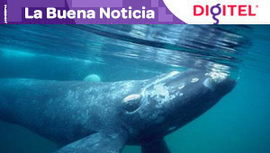 Genoma de ballenas boreales, resistentes a envejecimiento y a cáncer