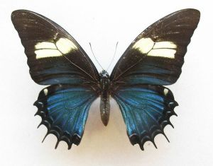 Conoce la extraña mariposa que es mitad macho, mitad hembra