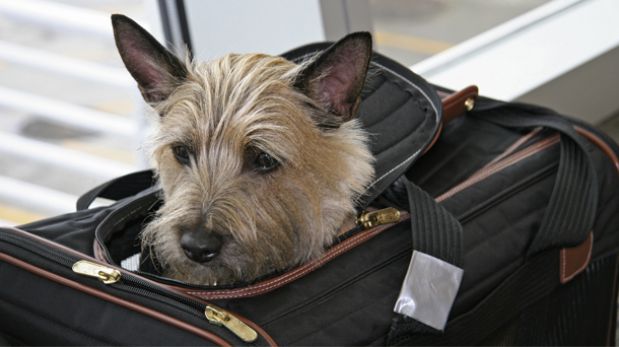 Nueva York tendrá el primer aeropuerto para animales