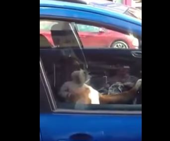 ¿Cansado de ladrar? Un perro reclama atención tocando sin parar la bocina (Video)