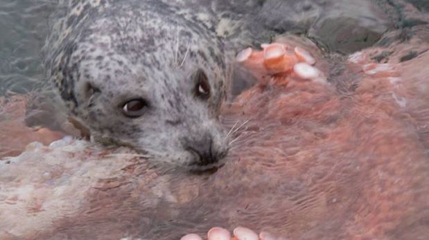 Una foca derrota a pulpo gigante en impactante pelea