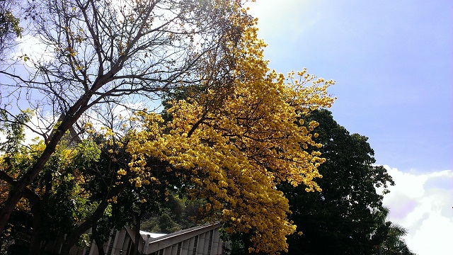 Tiempo de Araguaney en flor en Prados del Este (fotos)