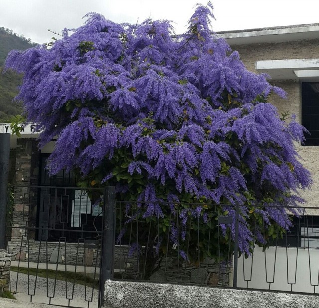 El Nazareno en flor de los Palos Grandes (foto)