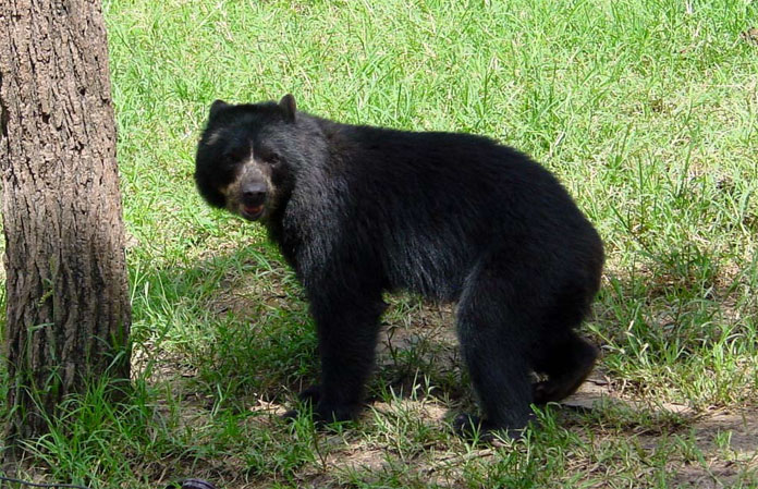 Coordinan rescate de oso frontino hallado en Lara