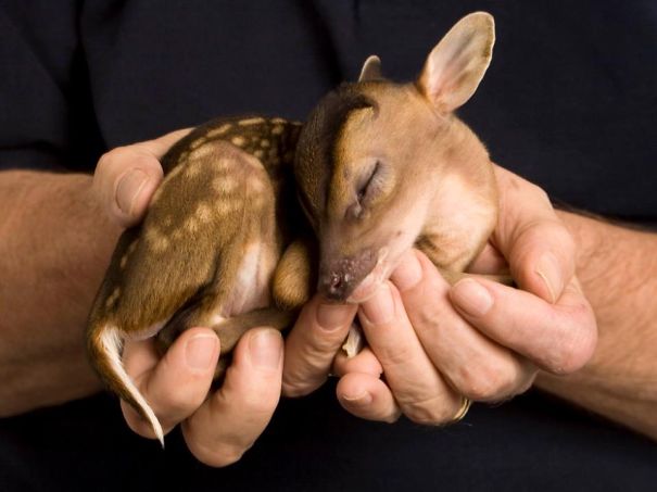 ¡Los animalitos más cuchi! Caben en la palma de tu mano (Fotos)