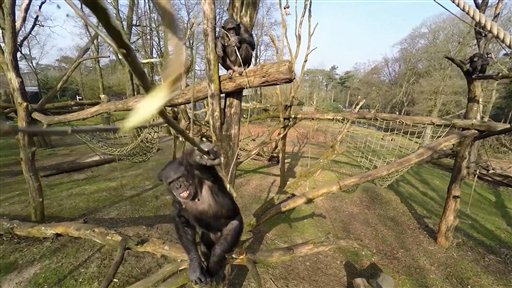 Chimpancé Tushi derriba un dron