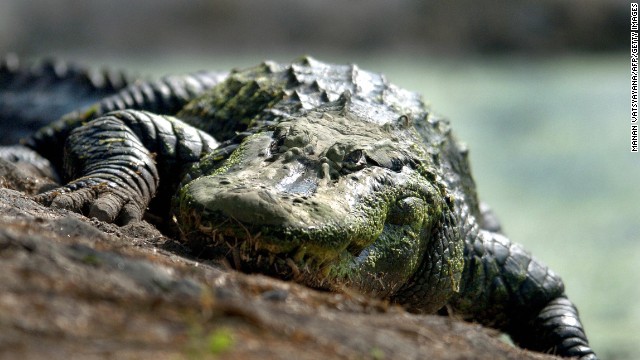 Madre cae a batazos a cocodrilo hasta que soltó a su hija