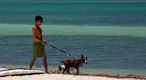 Utilizan ADN para obligar a dueños de perros a limpiar sus heces