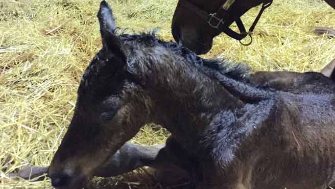 Nació hija de Rule en Bambera por Water Poet