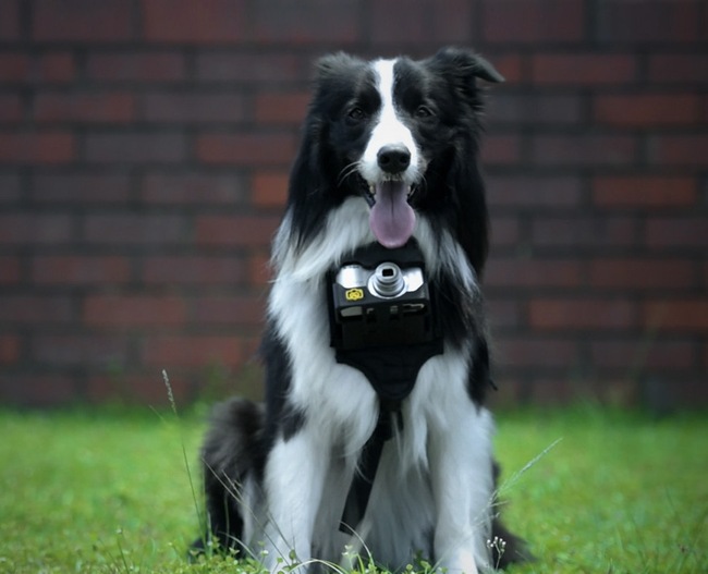 Crea una cámara para perros que dispara cuando el animal se emociona