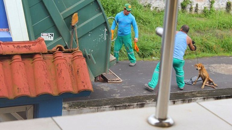 Recolector de basura atropelló a un perro y lo lanzó vivo al compactador (Fotos del desgraciado)