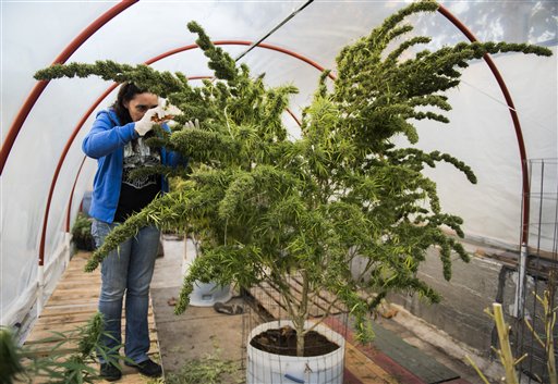 Aprueban cultivo de marihuana medicinal en cinco viveros de Florida