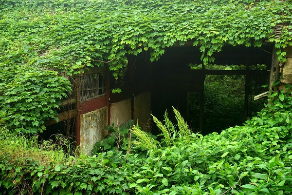 Mira como la naturaleza se devora una aldea abandonada (Fotos)