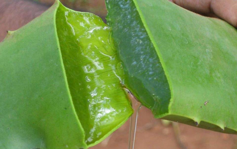 Estas son las ocho propiedades imperdibles del aloe vera