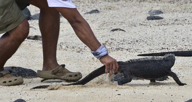 Eduardo Espinoza, scientist of the Galapagos National Park, monitors marine iguanas in a beach in the Santa Cruz island in the Galapagos Archipelago, on July 16, 2015. AFP PHOTO / RODRIGO BUENDIA