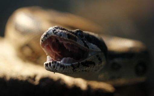 Descubren el secreto del método letal de la boa constrictor