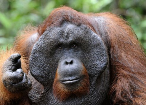 3_orangutan