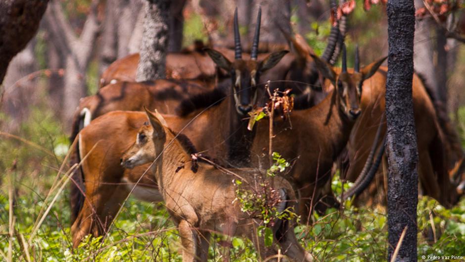 El antílope de Angola, un símbolo en extinción