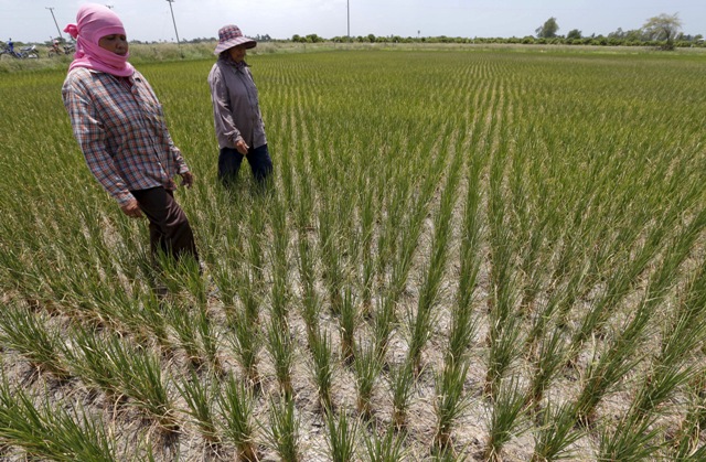 Fevearroz asegura que los marcadores de precios del gobierno amenaza lo poco que queda de agricultura en el país