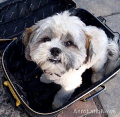 Cuatro consejos para viajar en avión con tu mascota